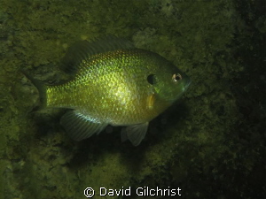 Test shots with Canon S100 in a local quarry. Bluegill Su... by David Gilchrist 